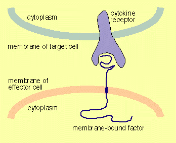 juxtacrine